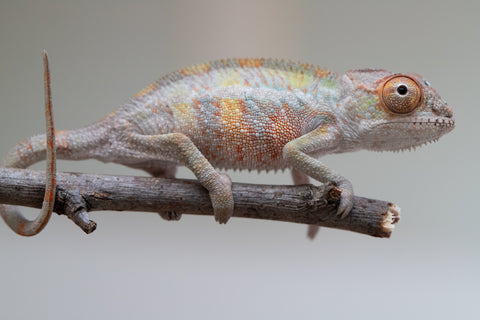 Holdbacks/Individuals: Ambilobe offspring from "Ankavia" (AKA Lefty) x "Nala-andriana" (AKA Scorpion Queen) - Hatched May 2025 - Male #1