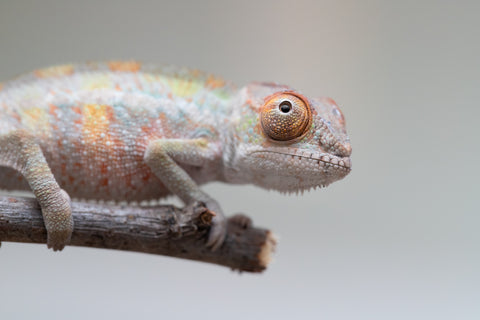 Holdbacks/Individuals: Ambilobe offspring from "Ankavia" (AKA Lefty) x "Nala-andriana" (AKA Scorpion Queen) - Hatched May 2025 - Male #1
