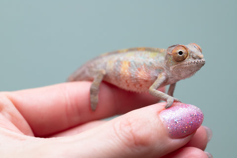 Holdbacks/Individuals: Ambilobe offspring from "Ankavia" (AKA Lefty) x "Nala-andriana" (AKA Scorpion Queen) - Hatched May 2025 - Male #1