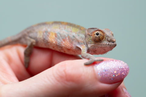 Holdbacks/Individuals: Ambilobe offspring from "Ankavia" (AKA Lefty) x "Nala-andriana" (AKA Scorpion Queen) - Hatched May 2025 - Male #1