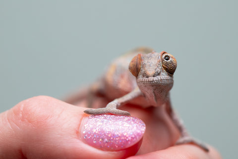 Holdbacks/Individuals: Ambilobe offspring from "Ankavia" (AKA Lefty) x "Nala-andriana" (AKA Scorpion Queen) - Hatched May 2025 - Male #1