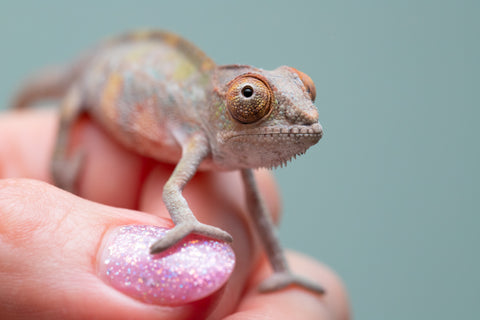 Holdbacks/Individuals: Ambilobe offspring from "Ankavia" (AKA Lefty) x "Nala-andriana" (AKA Scorpion Queen) - Hatched May 2025 - Male #1