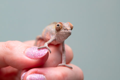 Holdbacks/Individuals: Ambilobe offspring from "Ankavia" (AKA Lefty) x "Nala-andriana" (AKA Scorpion Queen) - Hatched May 2025 - Male #1