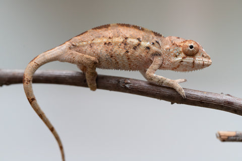 Holdbacks/Individuals: Ambilobe offspring from "Ankavia" (AKA Lefty) x "Nala-andriana" (AKA Scorpion Queen) - Hatched July 25' - Female #1