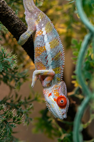 Holdbacks/Individuals: Ambilobe offspring from "Ankavia" (AKA Lefty) x "Nala-andriana" (AKA Scorpion Queen) - Hatched July 2025 - Male #4