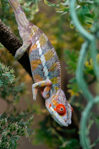 Holdbacks/Individuals: Ambilobe offspring from "Ankavia" (AKA Lefty) x "Nala-andriana" (AKA Scorpion Queen) - Hatched July 2025 - Male #4