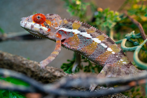 Holdbacks/Individuals: Ambilobe offspring from "Ankavia" (AKA Lefty) x "Nala-andriana" (AKA Scorpion Queen) - Hatched July 2025 - Male #4