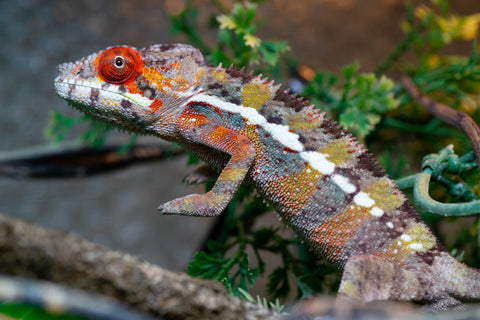 Holdbacks/Individuals: Ambilobe offspring from "Ankavia" (AKA Lefty) x "Nala-andriana" (AKA Scorpion Queen) - Hatched July 2025 - Male #4