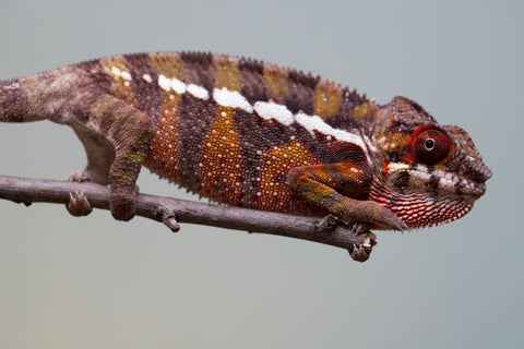 Holdbacks/Individuals: Ambilobe offspring from "Ankavia" (AKA Lefty) x "Nala-andriana" (AKA Scorpion Queen) - Hatched July 2025 - Male #4