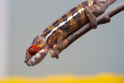 Holdbacks/Individuals: Ambilobe offspring from "Ankavia" (AKA Lefty) x "Nala-andriana" (AKA Scorpion Queen) - Hatched July 2025 - Male #4