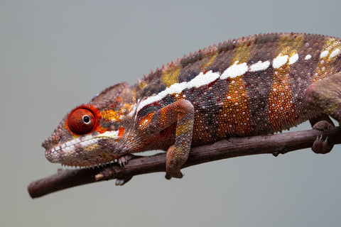 Holdbacks/Individuals: Ambilobe offspring from "Ankavia" (AKA Lefty) x "Nala-andriana" (AKA Scorpion Queen) - Hatched July 2025 - Male #4