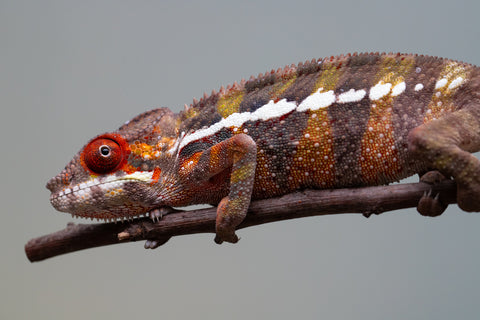 Holdbacks/Individuals: Ambilobe offspring from "Ankavia" (AKA Lefty) x "Nala-andriana" (AKA Scorpion Queen) - Hatched July 2025 - Male #4