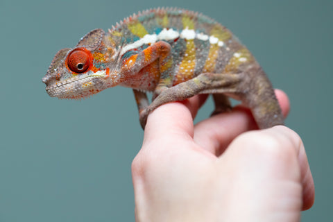 Holdbacks/Individuals: Ambilobe offspring from "Ankavia" (AKA Lefty) x "Nala-andriana" (AKA Scorpion Queen) - Hatched July 2025 - Male #4