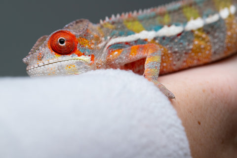 Holdbacks/Individuals: Ambilobe offspring from "Ankavia" (AKA Lefty) x "Nala-andriana" (AKA Scorpion Queen) - Hatched July 2025 - Male #4