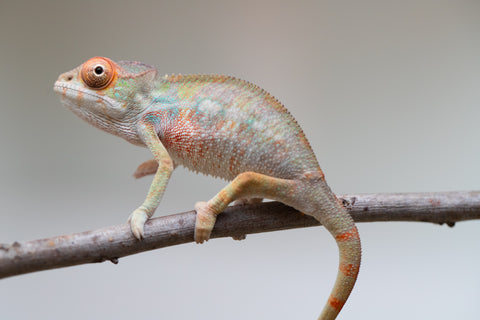 Holdbacks/Individuals: Last ever Ambilobe offspring from "Ankavia" (AKA Lefty) x "Nala-andriana" (AKA Scorpion Queen) - Hatched July 2025 - Male #1