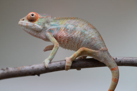 Holdbacks/Individuals: Last ever Ambilobe offspring from "Ankavia" (AKA Lefty) x "Nala-andriana" (AKA Scorpion Queen) - Hatched July 2025 - Male #1