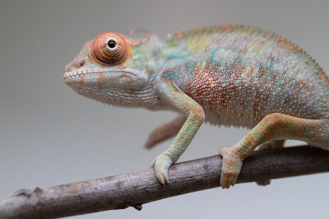 Holdbacks/Individuals: Last ever Ambilobe offspring from "Ankavia" (AKA Lefty) x "Nala-andriana" (AKA Scorpion Queen) - Hatched July 2025 - Male #1