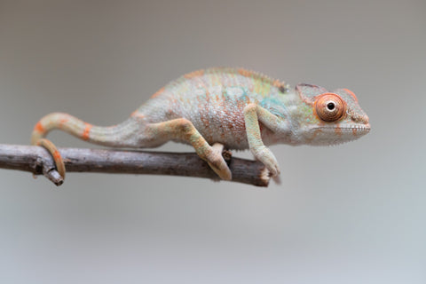 Holdbacks/Individuals: Last ever Ambilobe offspring from "Ankavia" (AKA Lefty) x "Nala-andriana" (AKA Scorpion Queen) - Hatched July 2025 - Male #1