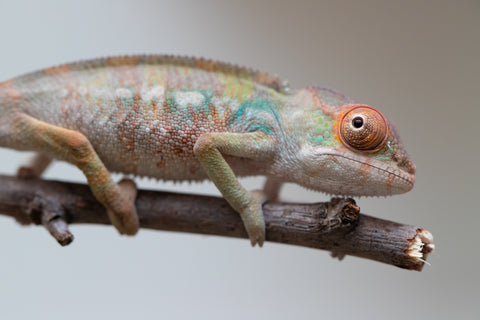 Holdbacks/Individuals: Last ever Ambilobe offspring from "Ankavia" (AKA Lefty) x "Nala-andriana" (AKA Scorpion Queen) - Hatched July 2025 - Male #1