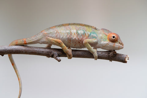 Holdbacks/Individuals: Last ever Ambilobe offspring from "Ankavia" (AKA Lefty) x "Nala-andriana" (AKA Scorpion Queen) - Hatched July 2025 - Male #1