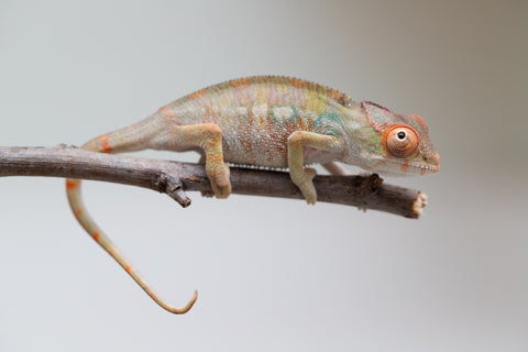 Holdbacks/Individuals: Last ever Ambilobe offspring from "Ankavia" (AKA Lefty) x "Nala-andriana" (AKA Scorpion Queen) - Hatched July 2025 - Male #1