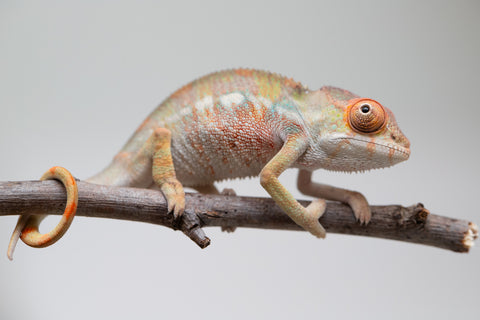 Holdbacks/Individuals: Last ever Ambilobe offspring from "Ankavia" (AKA Lefty) x "Nala-andriana" (AKA Scorpion Queen) - Hatched July 2025 - Male #1