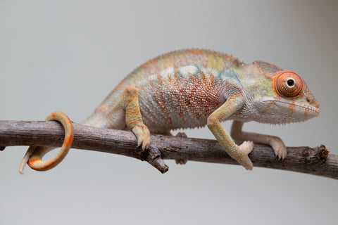 Holdbacks/Individuals: Last ever Ambilobe offspring from "Ankavia" (AKA Lefty) x "Nala-andriana" (AKA Scorpion Queen) - Hatched July 2025 - Male #1