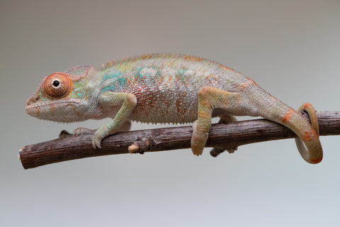 Holdbacks/Individuals: Last ever Ambilobe offspring from "Ankavia" (AKA Lefty) x "Nala-andriana" (AKA Scorpion Queen) - Hatched July 2025 - Male #1