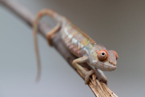 Holdbacks/Individuals: Last ever Ambilobe offspring from "Ankavia" (AKA Lefty) x "Nala-andriana" (AKA Scorpion Queen) - Hatched July 2025 - Male #1
