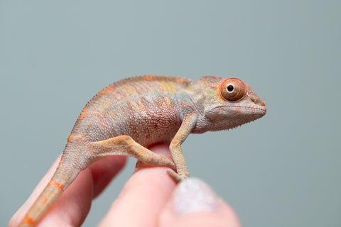 Holdbacks/Individuals: Last ever Ambilobe offspring from "Ankavia" (AKA Lefty) x "Nala-andriana" (AKA Scorpion Queen) - Hatched July 2025 - Male #1