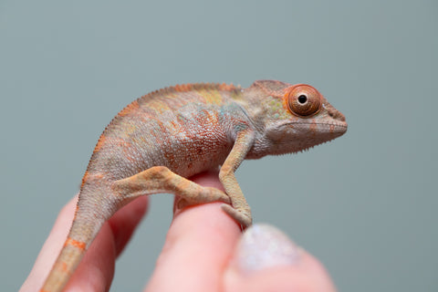 Holdbacks/Individuals: Last ever Ambilobe offspring from "Ankavia" (AKA Lefty) x "Nala-andriana" (AKA Scorpion Queen) - Hatched July 2025 - Male #1