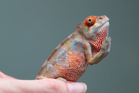 Holdbacks/Individuals: Last ever Ambilobe offspring from "Ankavia" (AKA Lefty) x "Nala-andriana" (AKA Scorpion Queen) - Hatched July 2025 - Male #1