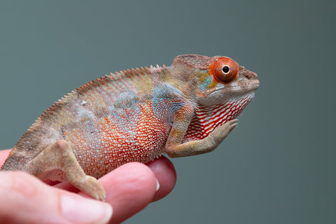 Holdbacks/Individuals: Last ever Ambilobe offspring from "Ankavia" (AKA Lefty) x "Nala-andriana" (AKA Scorpion Queen) - Hatched July 2025 - Male #1