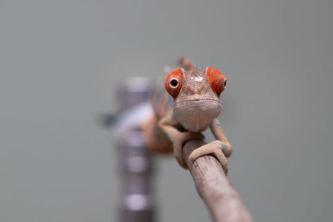 Holdbacks/Individuals: Last ever Ambilobe offspring from "Ankavia" (AKA Lefty) x "Nala-andriana" (AKA Scorpion Queen) - Hatched July 2025 - Male #1