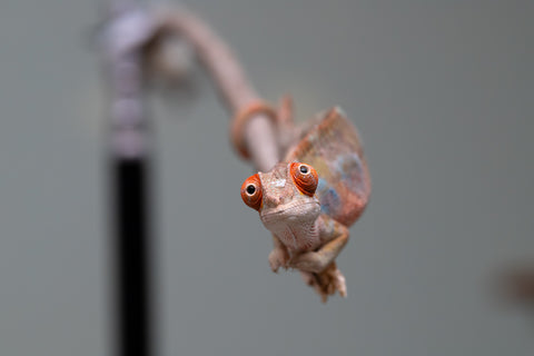 Holdbacks/Individuals: Last ever Ambilobe offspring from "Ankavia" (AKA Lefty) x "Nala-andriana" (AKA Scorpion Queen) - Hatched July 2025 - Male #1