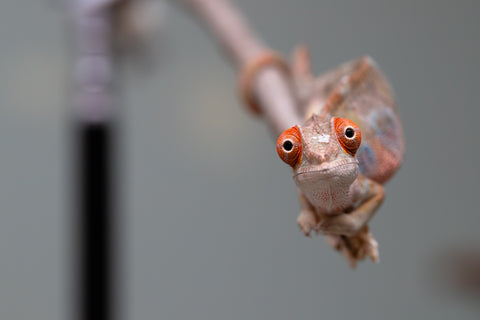 Holdbacks/Individuals: Last ever Ambilobe offspring from "Ankavia" (AKA Lefty) x "Nala-andriana" (AKA Scorpion Queen) - Hatched July 2025 - Male #1