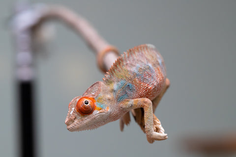 Holdbacks/Individuals: Last ever Ambilobe offspring from "Ankavia" (AKA Lefty) x "Nala-andriana" (AKA Scorpion Queen) - Hatched July 2025 - Male #1