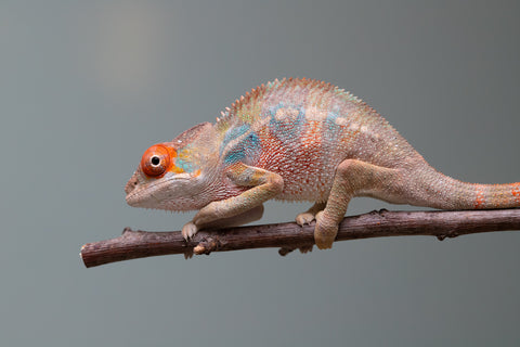 Holdbacks/Individuals: Last ever Ambilobe offspring from "Ankavia" (AKA Lefty) x "Nala-andriana" (AKA Scorpion Queen) - Hatched July 2025 - Male #1