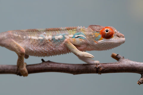 Holdbacks/Individuals: Last ever Ambilobe offspring from "Ankavia" (AKA Lefty) x "Nala-andriana" (AKA Scorpion Queen) - Hatched July 2025 - Male #1