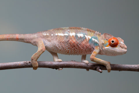 Holdbacks/Individuals: Last ever Ambilobe offspring from "Ankavia" (AKA Lefty) x "Nala-andriana" (AKA Scorpion Queen) - Hatched July 2025 - Male #1