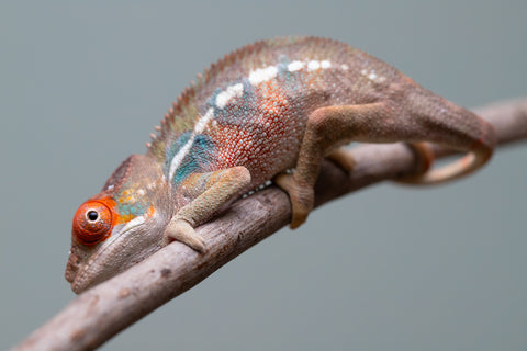 Holdbacks/Individuals: Last ever Ambilobe offspring from "Ankavia" (AKA Lefty) x "Nala-andriana" (AKA Scorpion Queen) - Hatched July 2025 - Male #1