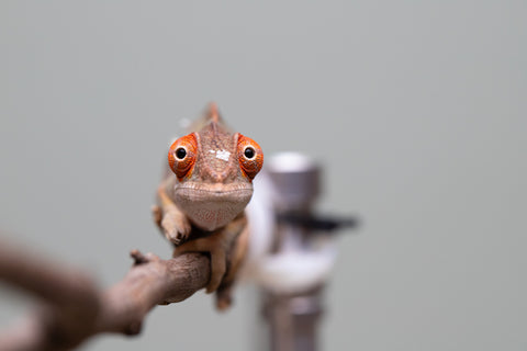 Holdbacks/Individuals: Last ever Ambilobe offspring from "Ankavia" (AKA Lefty) x "Nala-andriana" (AKA Scorpion Queen) - Hatched July 2025 - Male #1