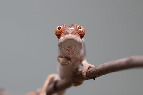 Holdbacks/Individuals: Last ever Ambilobe offspring from "Ankavia" (AKA Lefty) x "Nala-andriana" (AKA Scorpion Queen) - Hatched July 2025 - Male #1