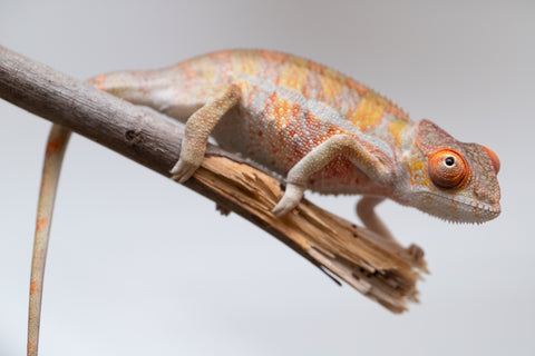 Holdbacks/Individuals: Last ever Ambilobe offspring from "Ankavia" (AKA Lefty) x "Nala-andriana" (AKA Scorpion Queen) - Hatched July 2025 - Male #2