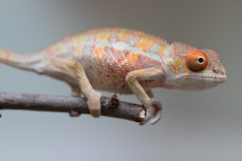 Holdbacks/Individuals: Last ever Ambilobe offspring from "Ankavia" (AKA Lefty) x "Nala-andriana" (AKA Scorpion Queen) - Hatched July 2025 - Male #2