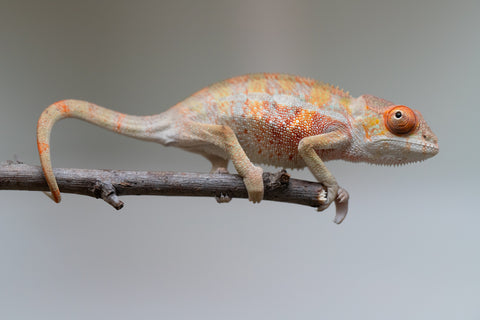Holdbacks/Individuals: Last ever Ambilobe offspring from "Ankavia" (AKA Lefty) x "Nala-andriana" (AKA Scorpion Queen) - Hatched July 2025 - Male #2