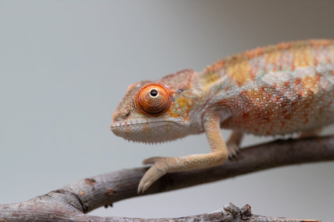 Holdbacks/Individuals: Last ever Ambilobe offspring from "Ankavia" (AKA Lefty) x "Nala-andriana" (AKA Scorpion Queen) - Hatched July 2025 - Male #2