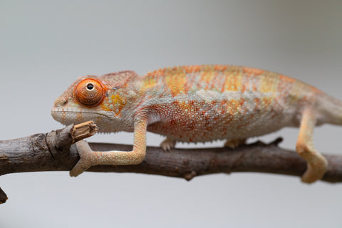 Holdbacks/Individuals: Last ever Ambilobe offspring from "Ankavia" (AKA Lefty) x "Nala-andriana" (AKA Scorpion Queen) - Hatched July 2025 - Male #2