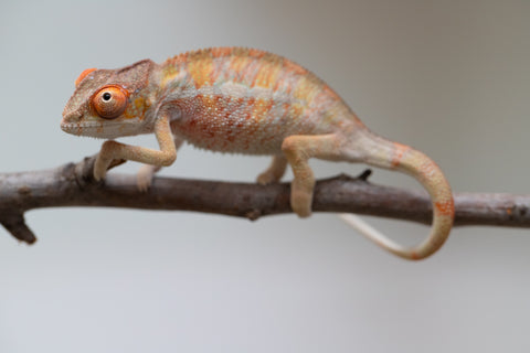Holdbacks/Individuals: Last ever Ambilobe offspring from "Ankavia" (AKA Lefty) x "Nala-andriana" (AKA Scorpion Queen) - Hatched July 2025 - Male #2