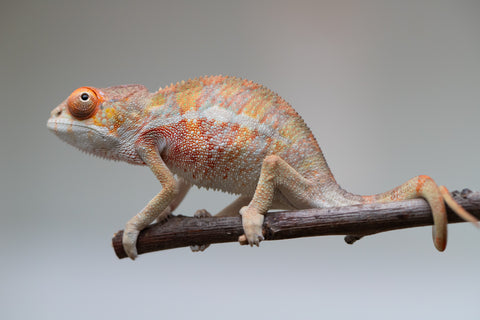 Holdbacks/Individuals: Last ever Ambilobe offspring from "Ankavia" (AKA Lefty) x "Nala-andriana" (AKA Scorpion Queen) - Hatched July 2025 - Male #2